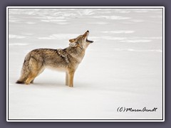 Coyote - Praeriewolf
