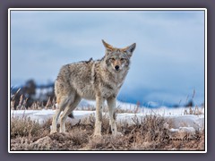 Coyote - Wildlife im Yellowstone Winter