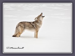 Coyote calling