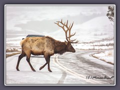 Elk crossing