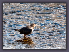 Grauwasseramsel - Cinclus mexicanus- American Dipper im Lamar River