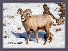 Karge Kost im  Winter