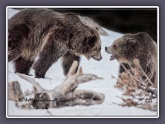 Kobuk und Nakita