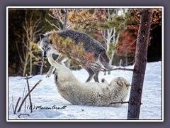 Kootenai and Akela, the Alpha Pair of the River Valley Pack