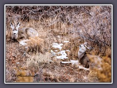 Mittagspause - Muledeers