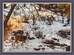 Muledeers - erste Begegnung der tierischen Art