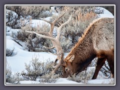 Wapiti Hirsch