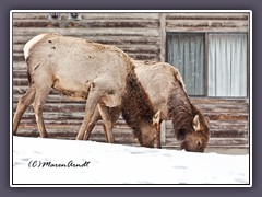 Wapitis vor dem Fenster