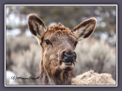 Was guckst Du - Madam Wapiti