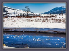 Winterlandschaft am Lamar River