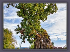 1000 jährige Napoleonlinde in Pritschitz