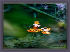 Für das türkisblaue Wasser sind Algen verantwortlich