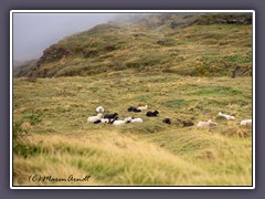 Herbstlich mit Schafen
