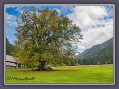 Linde beim Gasthof Bodenbauer - gepflanzt 1636