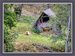 Tierische Bewohner im Langalmtal