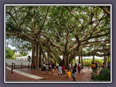 Banyan Tree Jupiter Inlet Leuchtturm
