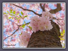 Baumblüten - japanische Kirsche