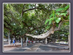 Hawaii Maui - Banyanbaum in Lahaina - 1873 importiert aus Indien