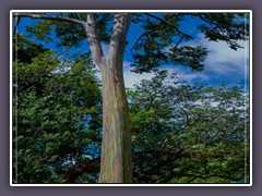 Hawaii Oahu - Mindanao Gum oder Rainbow Gum - Regenbogeneukalyptusbaum