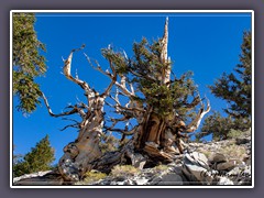 Kalifornien - Bristlecone Pines in den White Mountains