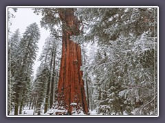 Kalifornien - General Sherman der größte Baum der Erde 84 m hoch 10 m Durchmesser