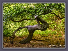 Krüppelbuche im Hexenwald