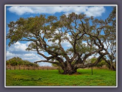 Life Oak  - Quercus-virginiana  - Big Tree  Rockport
