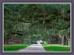 South Carolina - Boone Hall Plantation - Eichenallee bekannt aus Fackeln im Sturm