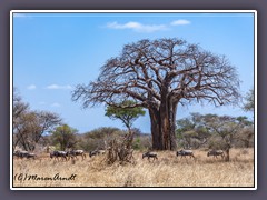 Tanzania - Afrikanischer Affenbrotbaum - Baobab