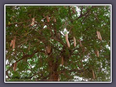 Tanzania - Leberwurstbaum - Kigelia africana