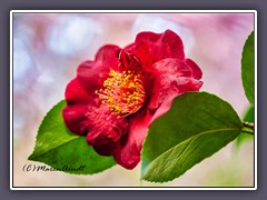 Camellia japonica natural