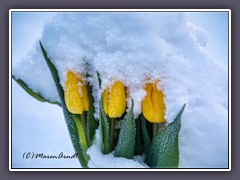 Drei Tulpen im Schnee