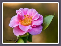 Rosa Camellia -  japonica natural 