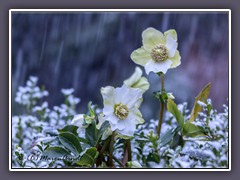 Winterhart - Christrosen im Schnee