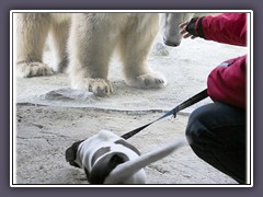 Eisbär Lloyd