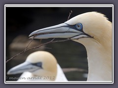 Heimat in Zoo am Meer - Basstölpel