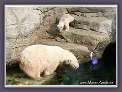 Lale - geboren am 16.12.2014 im Zoo am Meer