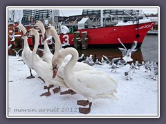 Wildlife im Museumshafen