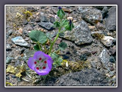 Desert Five Spot - im Frühling blüht es im  Death Valley 