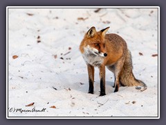 Natur am Weststrand - Fuchsbesuch
