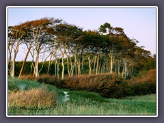 Urwald am Meer