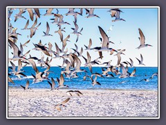 Abflug - ein Schwarm Black Skimmer an der Fort Island Beach