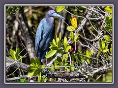 Blaureiher - Egretta caerulea - Little Blue Heron