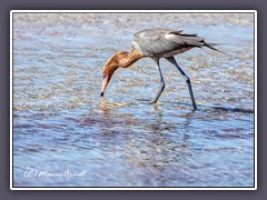 Immer auf Futtersuche - Rötelreiher - Fort de Soto Beach