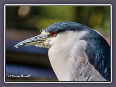 Nachtreiher - Night Heron - Nycticorax nycticorax