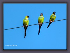 Nanday Parakeets - Aratinga Nenday in Fort de Soto 