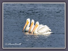 Ozello Community Park - White Pelicans