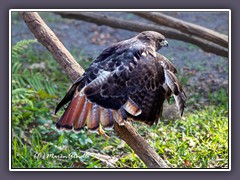 Redtailed Hawk - Rotschwanz Bussard im Homosassa Wildlife State Park 