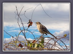 Spottdrossel - Mockingbird