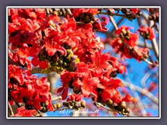 St. Petersburg - Blütenträume - Kapokbaumblüten